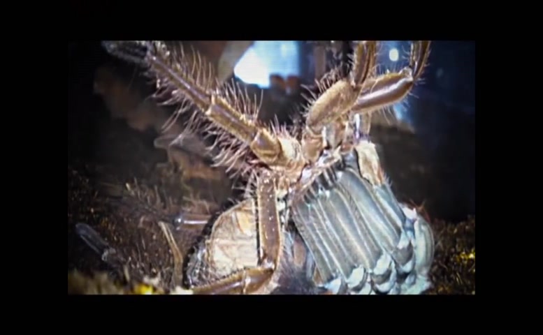 Mi Hoa Lee Butt,  Breasts Scene  in Hostile