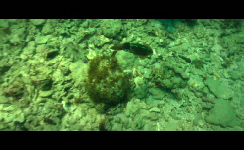 Marcela Carvajal Bikini Scene in Fake Profile